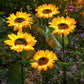 🌻60% RABATT PÅ SNABBREA! ✨Solcellslampor med solros – Lysande dekoration för trädgården 🌿